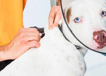 Tecnología de Identificación Animal: ¿Un Paso Progresivo o una Distorsión de Prioridades por parte del Gobierno de Honduras?