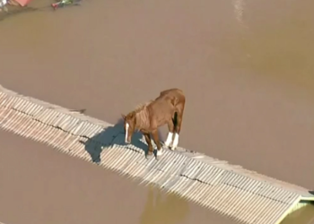 Rescate exitoso del caballo ‘Caramelo’, símbolo de las inundaciones en Brasil
