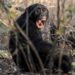 Científicos documentan conflicto violento entre chimpancés