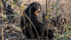 Científicos documentan conflicto violento entre chimpancés