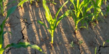 El Niño 2026: menos lluvia y calor extremo para Guatemala