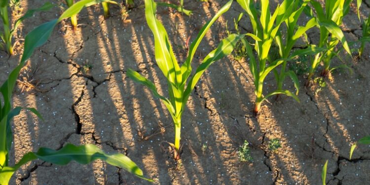 El Niño 2026: menos lluvia y calor extremo para Guatemala