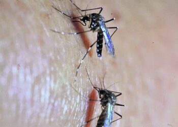 Guatemala invierte recursos en lucha contra el dengue y chikungunya