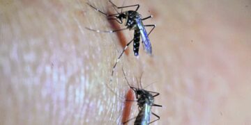 Guatemala invierte recursos en lucha contra el dengue y chikungunya
