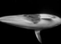 Ballena minke captura un encuentro único frente a cámara