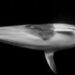 Ballena minke captura un encuentro único frente a cámara