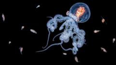 Fotógrafa captura criaturas marinas en inmersiones nocturnas