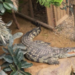 Niño de 3 años en estado crítico tras incidente en zoológico británico