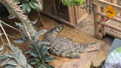 Niño de 3 años en estado crítico tras incidente en zoológico británico