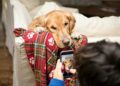 Tu celular Samsung ahora detectará enfermedades en tu perro