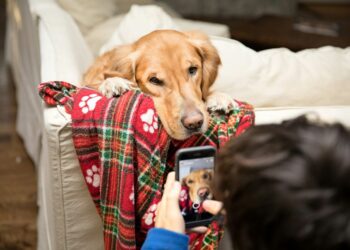 Tu celular Samsung ahora detectará enfermedades en tu perro