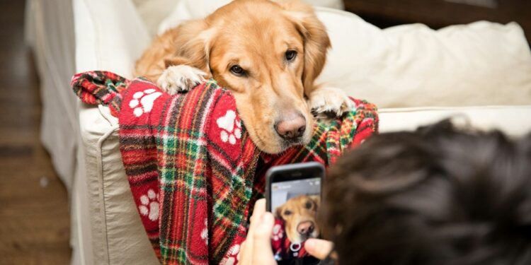 Tu celular Samsung ahora detectará enfermedades en tu perro