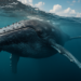 Ballenas revelan secreto: dieta variada ofrece esperanza ante cambio climático