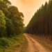 Bosques naturales resisten mejor el calor extremo que plantaciones