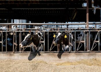 Gusanos y microorganismos: la solución ecológica contra la contaminación agrícola