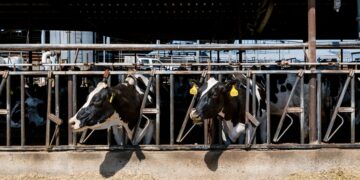 Gusanos y microorganismos: la solución ecológica contra la contaminación agrícola