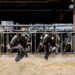 Gusanos y microorganismos: la solución ecológica contra la contaminación agrícola
