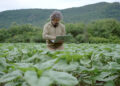 Inteligencia artificial en agricultura: el desafío de los datos en Centroamérica