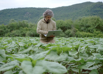 Inteligencia artificial en agricultura: el desafío de los datos en Centroamérica
