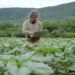 Inteligencia artificial en agricultura: el desafío de los datos en Centroamérica