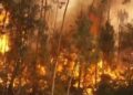 Portugal lucha contra devastadores incendios forestales en plena ola de calor