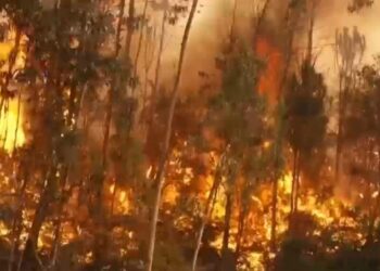 Portugal lucha contra devastadores incendios forestales en plena ola de calor