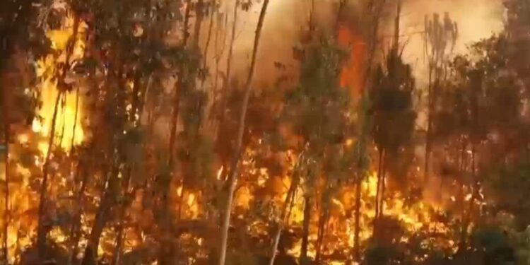 Portugal lucha contra devastadores incendios forestales en plena ola de calor