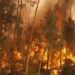 Portugal lucha contra devastadores incendios forestales en plena ola de calor