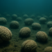 Descubren miles de cerebros antiguos preservados bajo agua sin oxígeno