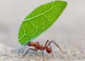 Los insectos nos enseñan a tomar mejores decisiones