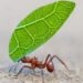 Los insectos nos enseñan a tomar mejores decisiones
