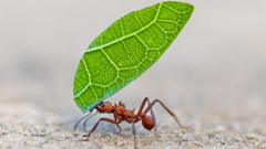 Los insectos nos enseñan a tomar mejores decisiones