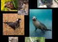 Los numbats: la esperanza australiana contra la extinción masiva