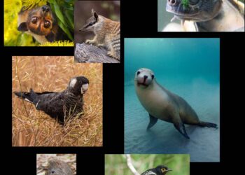 Los numbats: la esperanza australiana contra la extinción masiva
