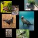 Los numbats: la esperanza australiana contra la extinción masiva