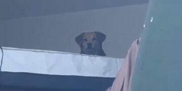 Terremoto en Colombia: La historia de Kiara y el drama animal