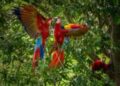 Cómo salvan a las guacamayas rojas en Centroamérica