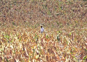 Guatemala declara alerta anaranjada por sequía que afecta 138 municipios