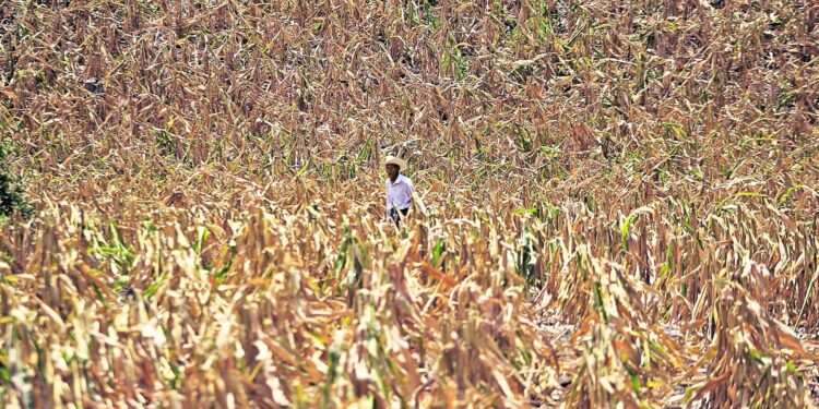 Guatemala declara alerta anaranjada por sequía que afecta 138 municipios