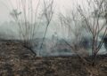 Sequía de El Niño arrasa Centroamérica: crisis alimentaria golpea a Honduras