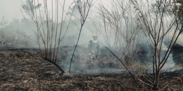 Sequía de El Niño arrasa Centroamérica: crisis alimentaria golpea a Honduras
