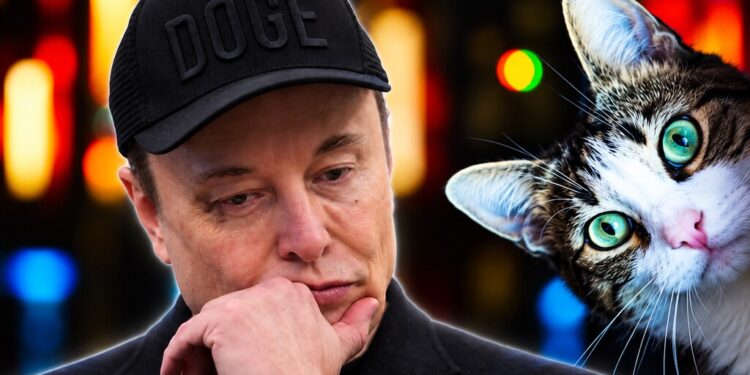 Tesla enfrenta desafío técnico nocturno en robotaxis: cámaras no detectan mascotas